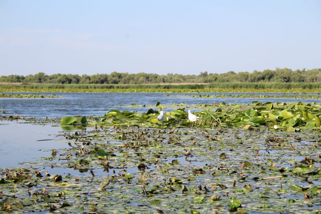 Озеро Белое, по которому проходит маршрут «Днестровская Амазония»