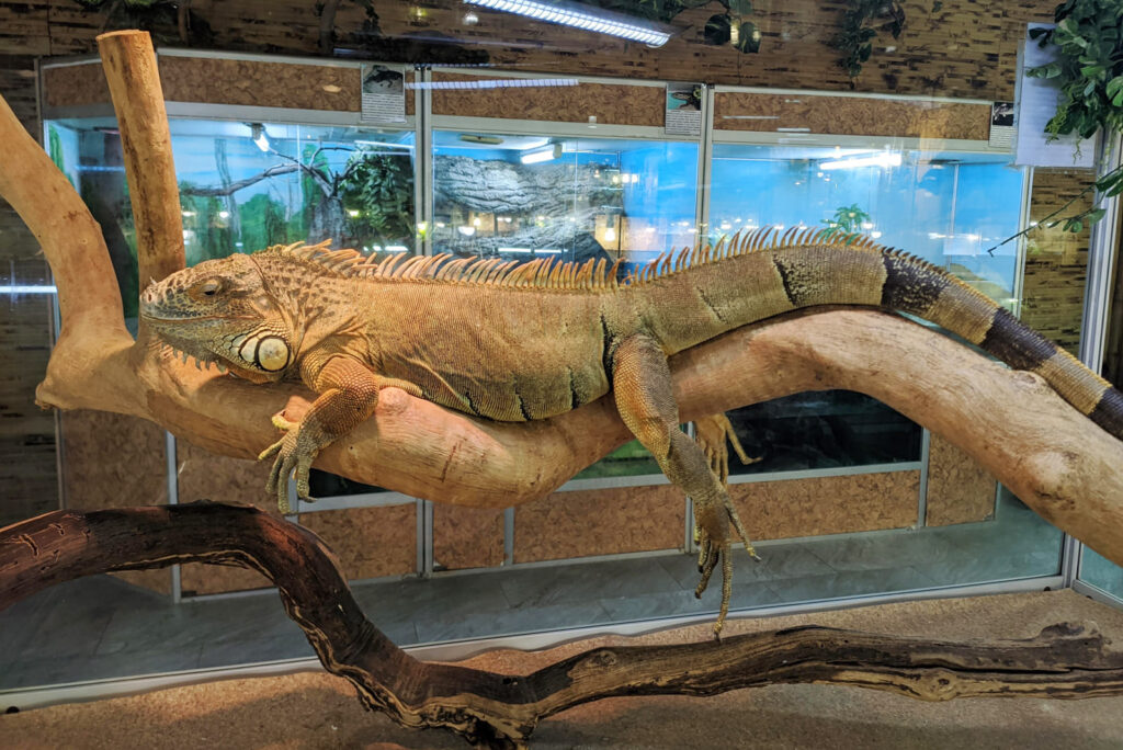 Выставка рептилий в океанариуме