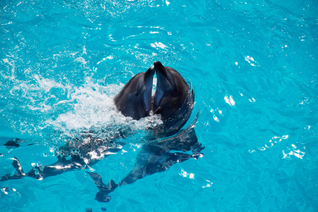 Пара дельфинов в «Немо»