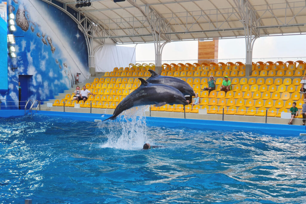 Выступление дельфинов